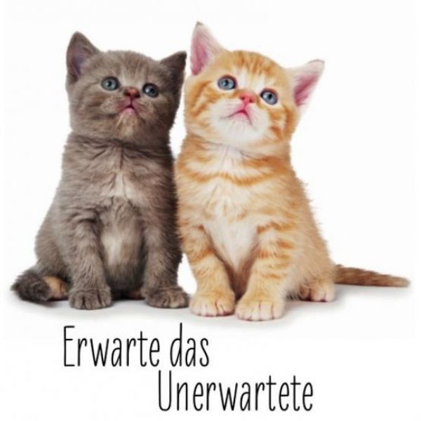 DRAMA light - Sabine Strobach