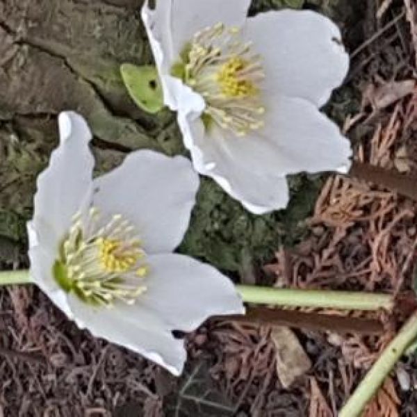 Booking Agent - Bernd Ellinger