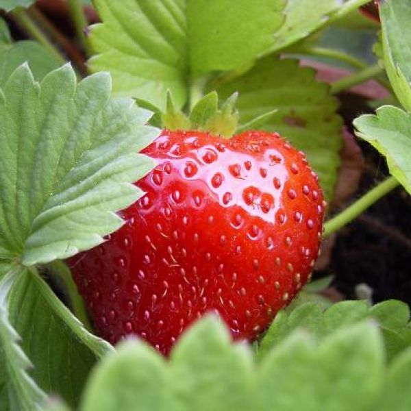 Privat - Hans-Dieter Schmidt