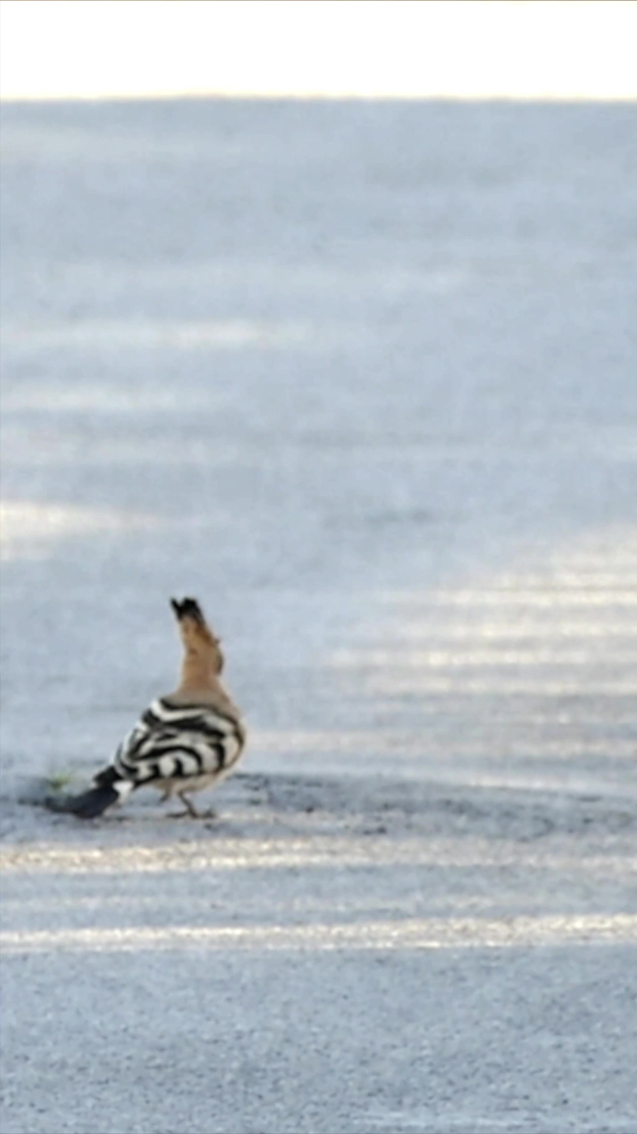 Der Wiedehopf auf der Straße