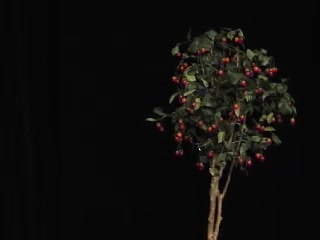 Romeo & Julia, frei nach Shakespeare